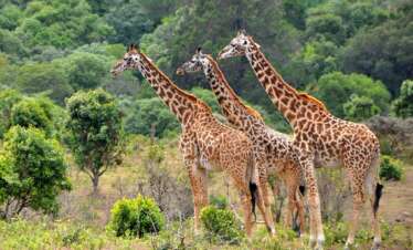 2-Day Mkomazi National Park tour