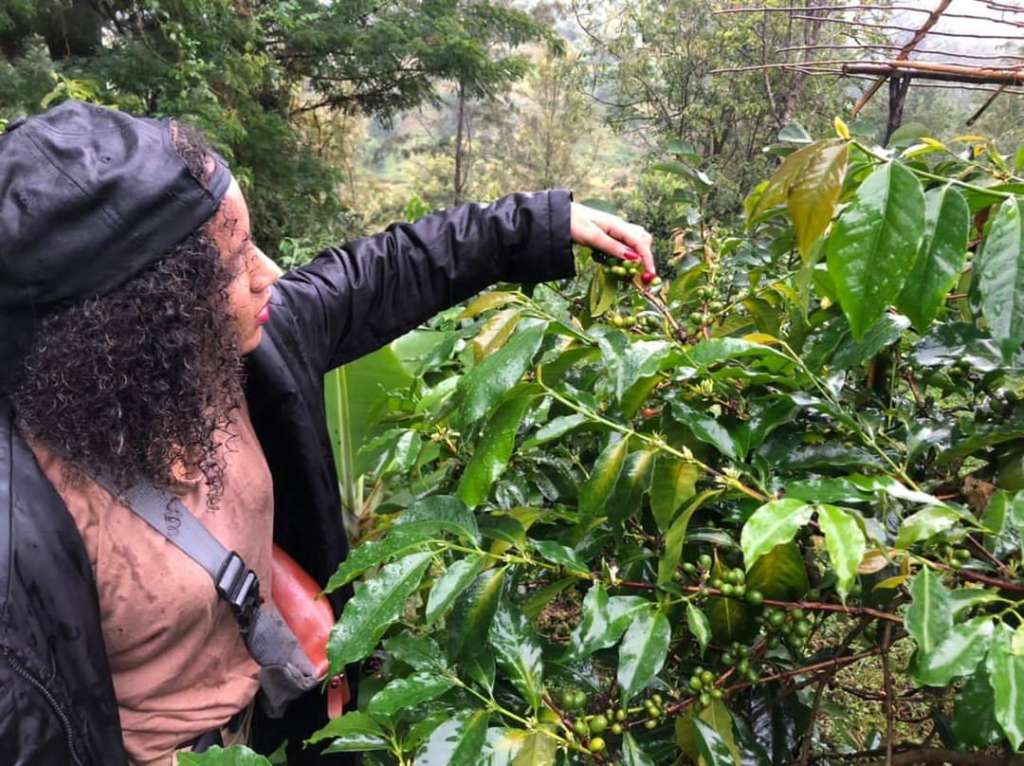 Magamba Forest coffee tour