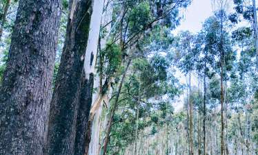 Magamba Rain forest