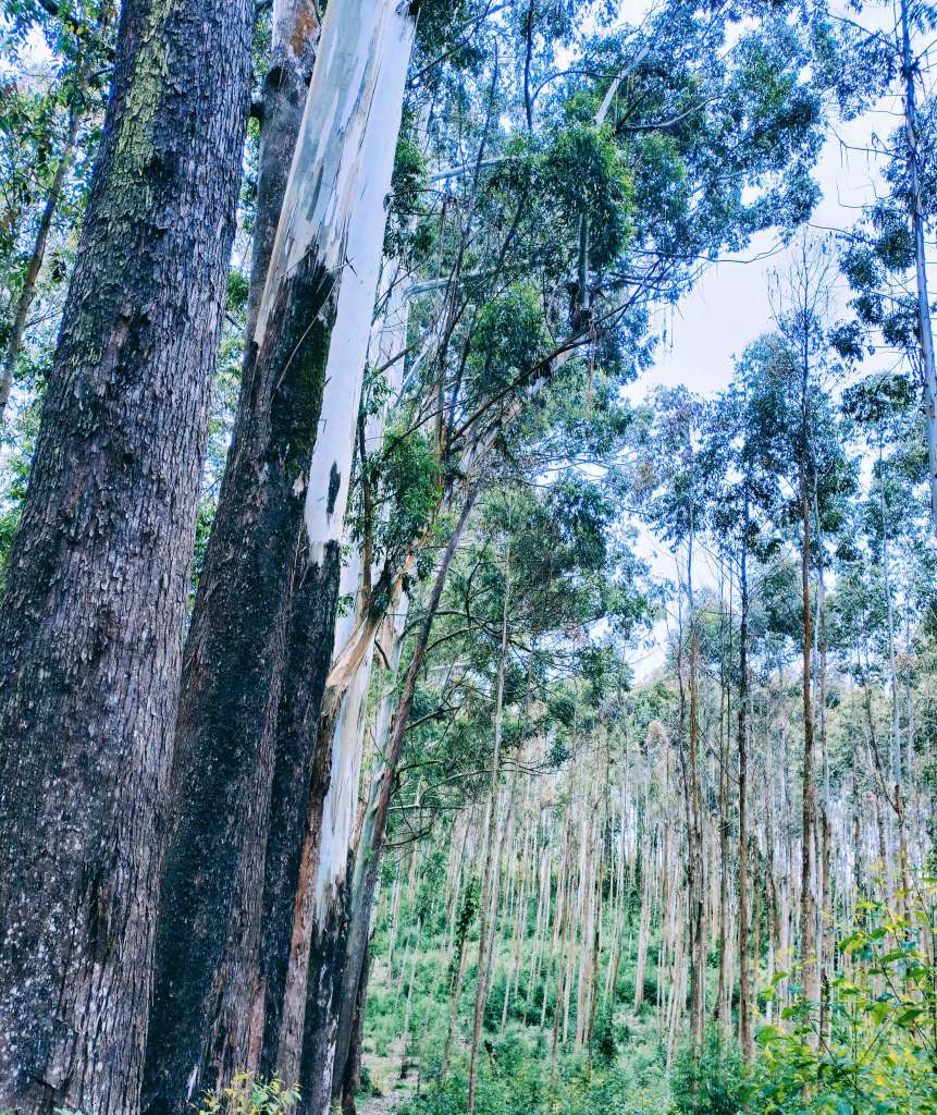 Magamba Rain forest