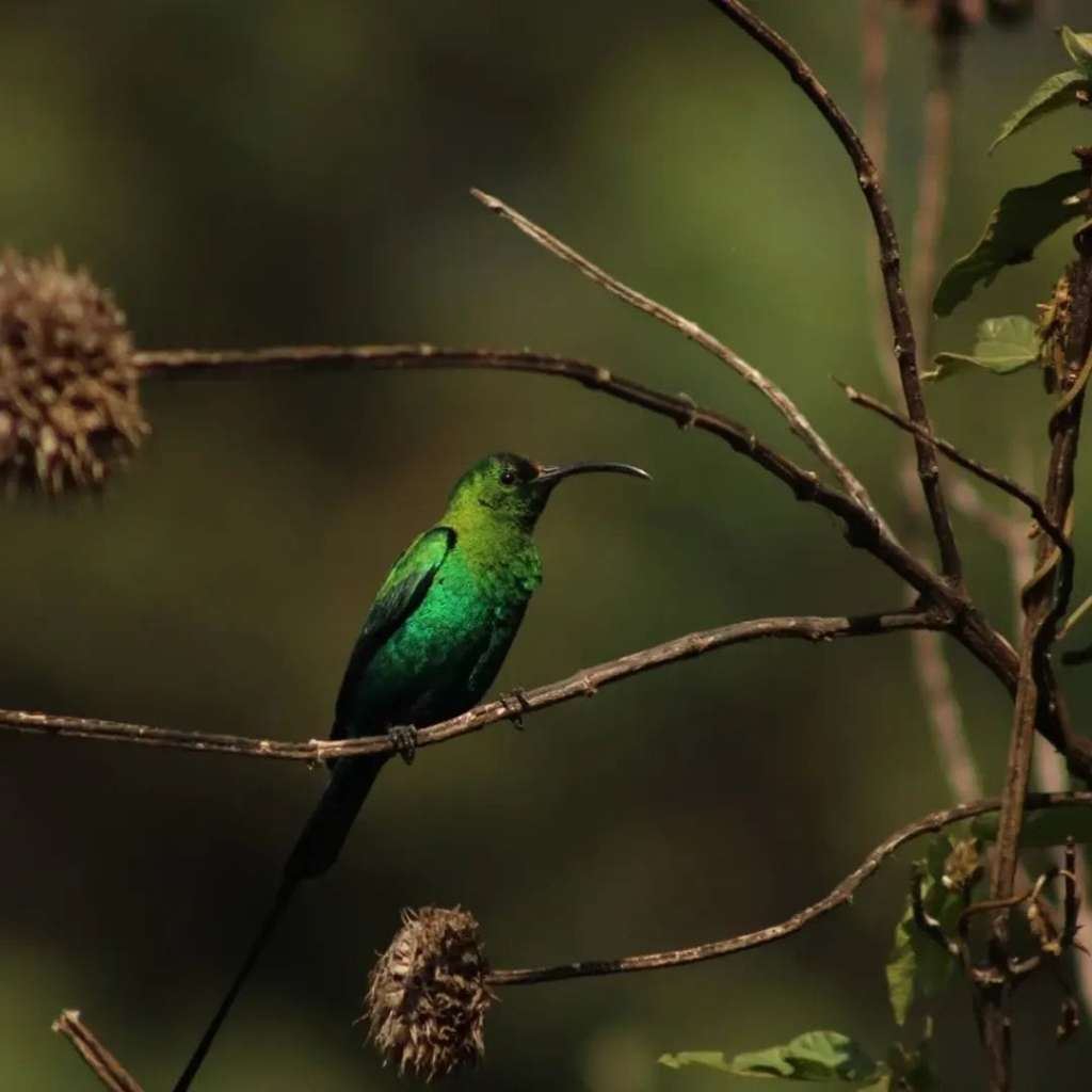 Usambara Bird Watching – Discover the Birds of the Usambara Mountains