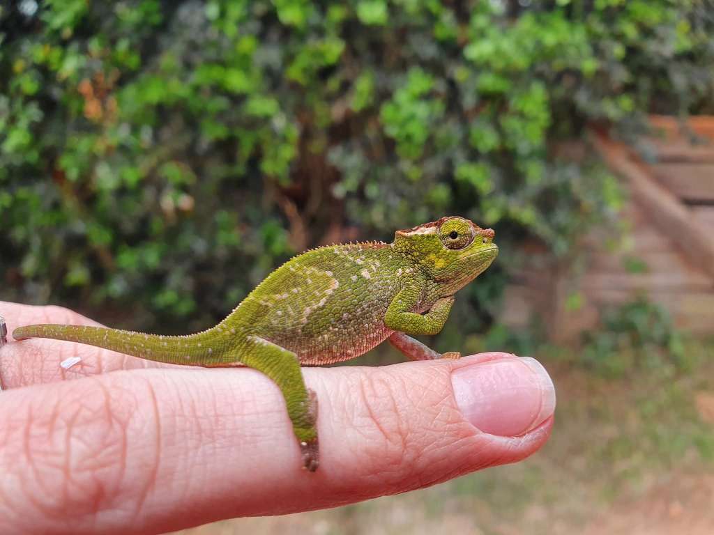 Herpetology – Discover Reptiles & Amphibians of the Mountains